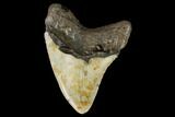Fossil Megalodon Tooth - North Carolina #108993-2